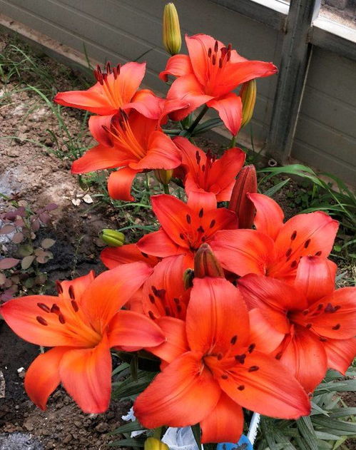 LA杂交百合：抗病基因的守护者