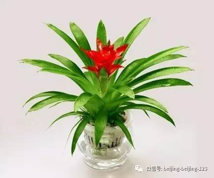 一、 红运当头：好运连连，财源滚滚