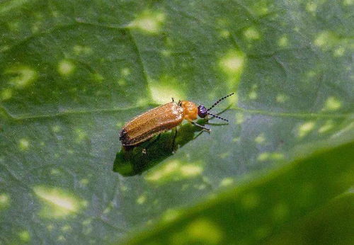 黄金时间窗对照表：不同虫态防治效果差异惊人