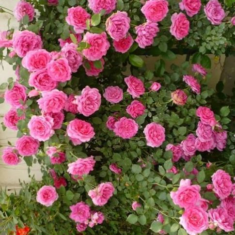 龙沙宝石——藤本月季中的经典之作