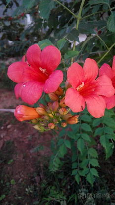 如何将墙上的凌霄花弄下来我偏要Zuo这傲于高墙上的凌霄花，这Zuo法有什么技巧吗？