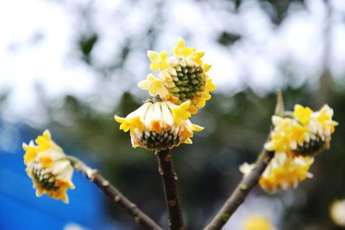 春天树上开的花，你认识几种？
