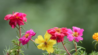 格桑花种子在什么月份播种最适宜？