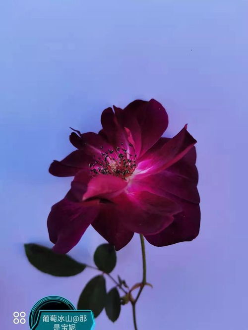 草莓冰山月季：粉嫩的小草莓， 甜甜蜜蜜的