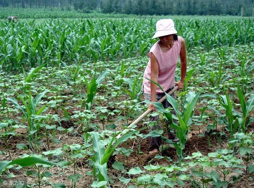 扑草净：谷子地常见除草剂