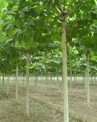 苗木供应商地址大揭秘，信誉好商家推荐来啦！