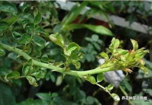 一般4至5月开始侵染发生，借风雨、昆虫传播扩散。