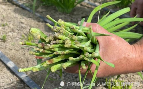 韭菜农药种类与使用方法
