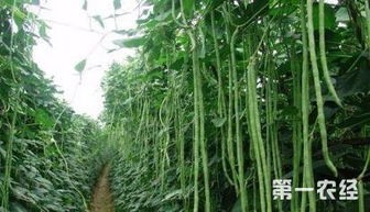 防范病害，每月一次就足够