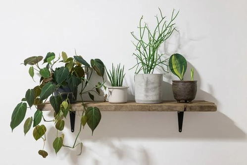 客厅花架适合摆放什么植物？观叶植物