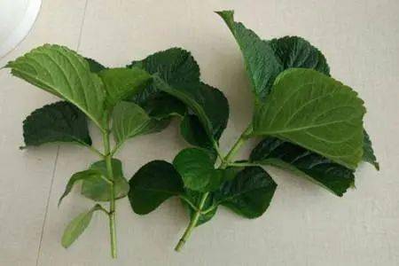 樱花扦插技巧，春季最佳，快速繁殖！