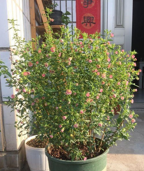 养花小贴士：选择好养又好kan的花卉