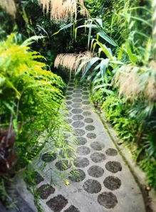 蕨类植物的用途