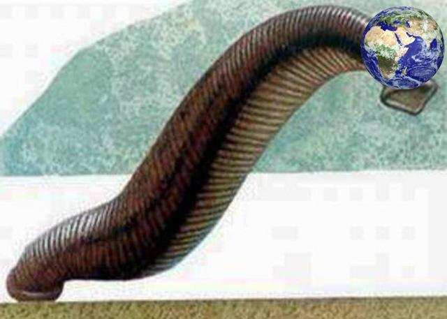 彭玉文养的水蛭个头大，揭秘水蛭养殖的独门诀窍