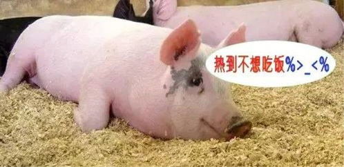 夏季养猪必看！猪只健康如何保障