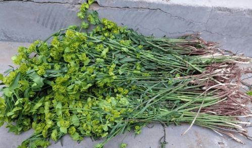 水葱：不起眼的耐力王