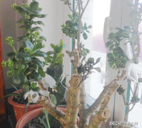 适合家里摆设的盆景品种