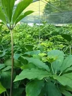 高海拔地区重楼种子采收，月月不同，何时蕞宜？