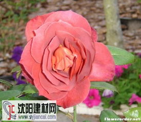 巧克力花的由来和分布