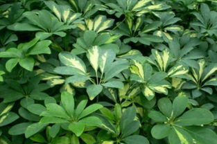 一叶兰怎么养殖？请详细讲解一叶兰的养殖方法和注意事项