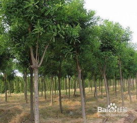 白蜡树种植前景如何？如何进行白蜡树的种植和养护以实现最佳生长效果