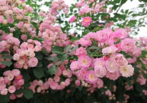 独家技巧：往水里加1片维生素C，叶片油亮度提升50%