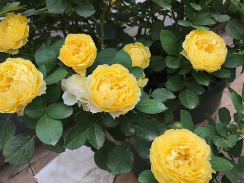 适合月季的有机肥料推荐