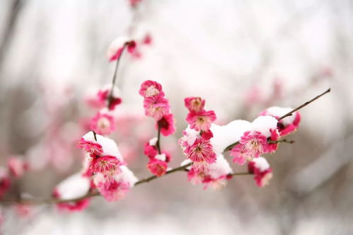 梅花象征坚韧与纯洁，寓意着不畏严寒、纯洁无瑕的精神