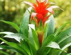 属牛的人养什么植物最旺财？这几款植物助你发大财
