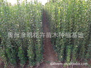 哇哈哈，时间过得真快呀！