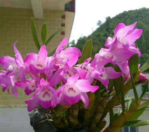 龙骨花养殖，如何让花开得更艳丽