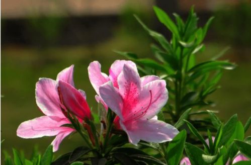 杜鹃花叶片焦黄怎么办？是浇水过多还是施肥不当