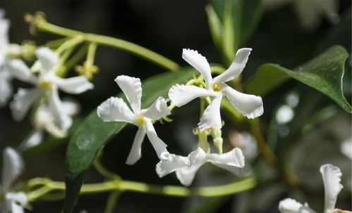 球兰花总是掉落？如何避免花苞脱落