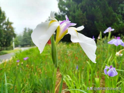 鸢尾花，白色与紫色