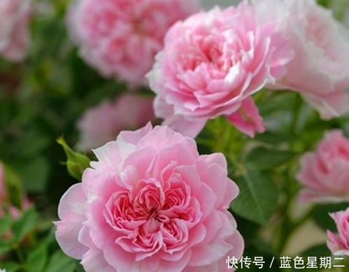 2. 红双喜月季：经典中的经典