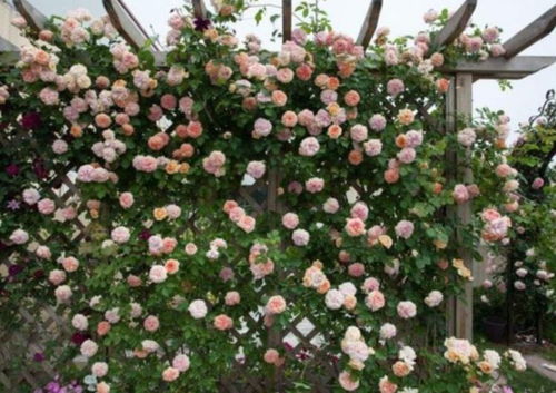 经久不衰的胭脂扣