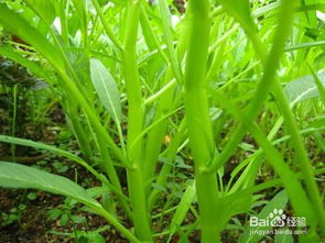 空心菜喷百菌清农药的问题解析