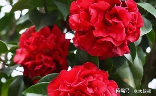 选购月季的要求