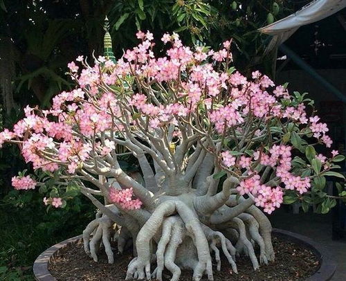 沙漠玫瑰种子种植指南：七天发芽难，专家教你高效培育方法！