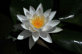 白色睡莲的美丽世界