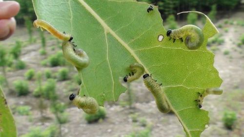 小心使用，别让农药伤了你！