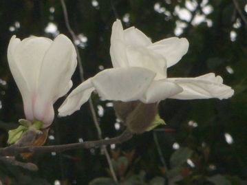 玉兰花种子种皮：去还是留？揭秘播种成功秘诀