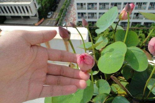 播种时间， 季节有讲究