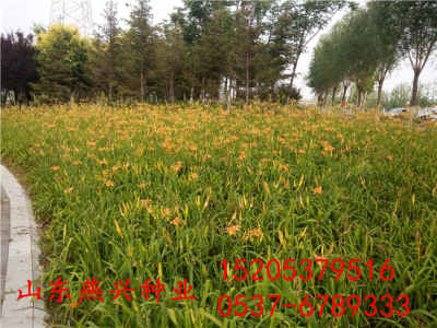 春天的故事：适宜生长的季节