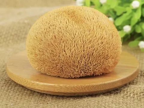 腰果的来源地是哪里？它的植物学特性和营养价值有哪些独特之处