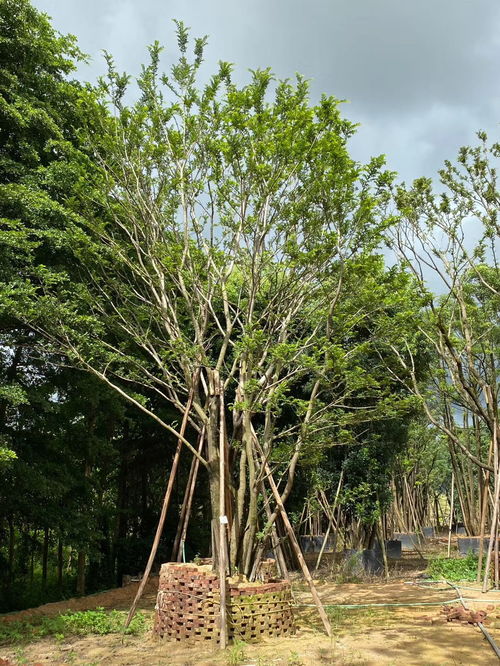 美人松的价格， 美丽却复杂