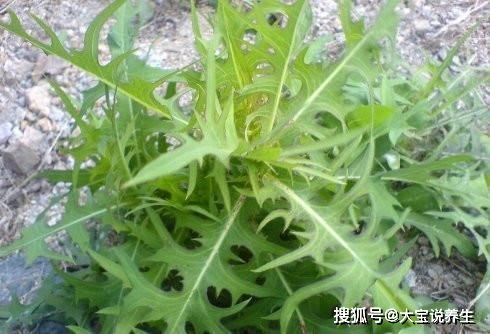 杂草与除虫菊的区分：避免错误养护