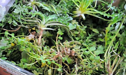 春天种啥菜好？饥荒时期种植的“宝藏”蔬菜