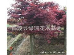 常用冷季型草坪品种