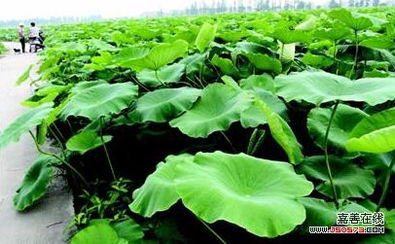 莲藕：水中的明珠